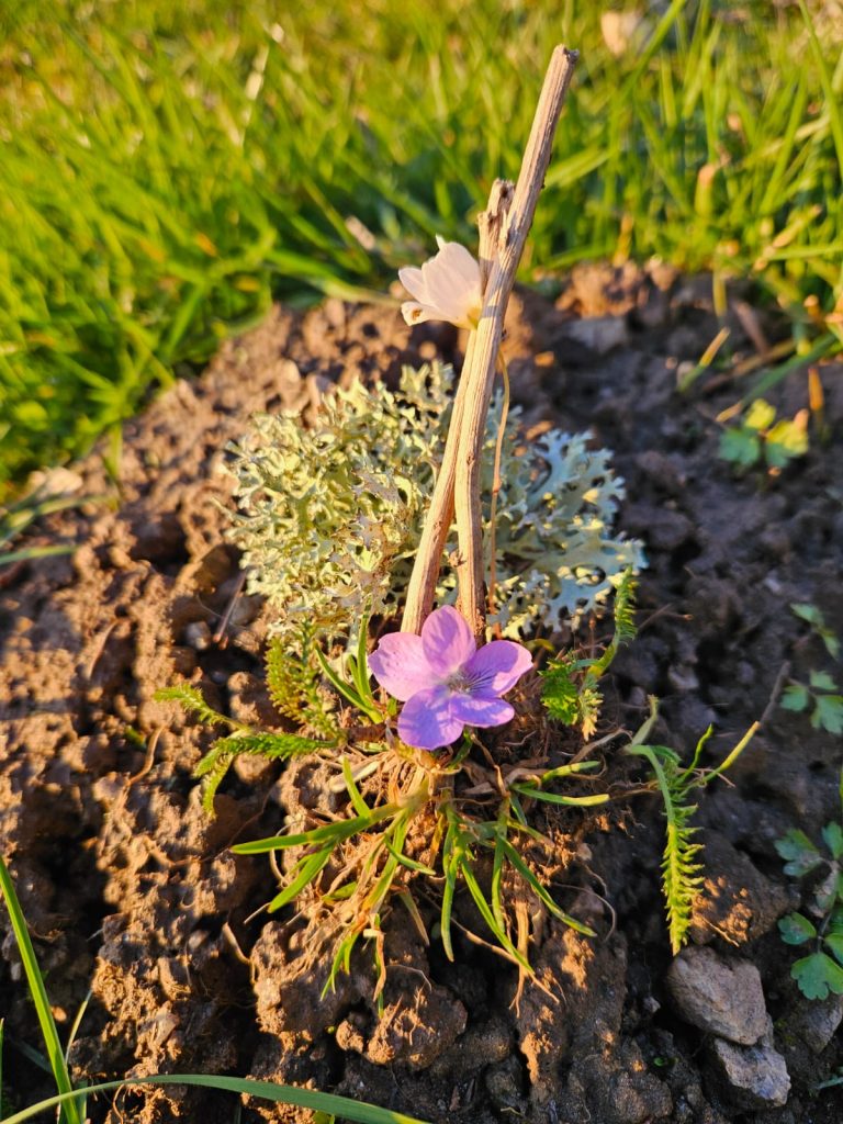 Lila Wildblume wächst aus dunkler Erde, umgeben von Moos, Gras und einem trockenen Zweig – Symbol für Neubeginn, Naturverbundenheit und stille Schönheit
