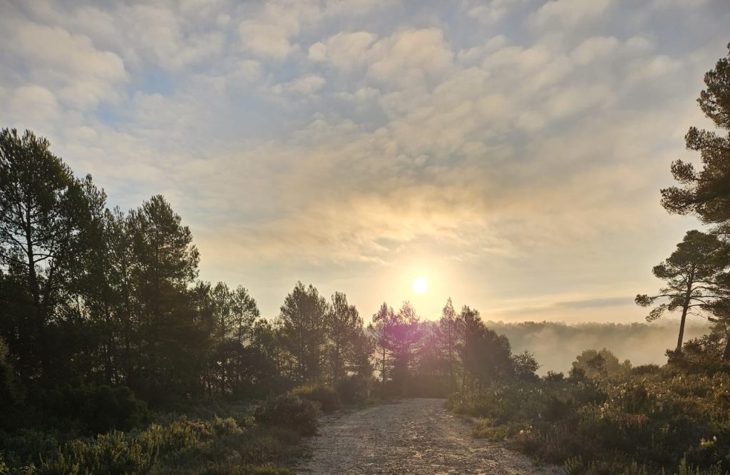 Sonnenaufgang über einem Waldweg mit Nebel – Symbol für Neuanfang, innere Ruhe und Naturverbundenheit
