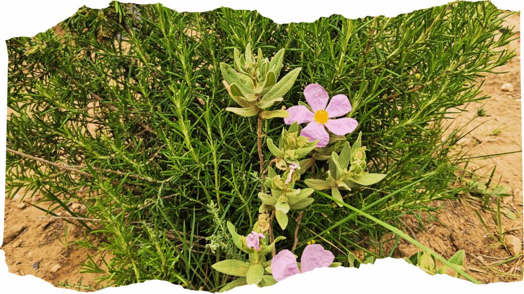 Rosa Zistrose vor mediterraner Vegetation – Heilpflanze für Transformation und innere Reinigung bei Shanima