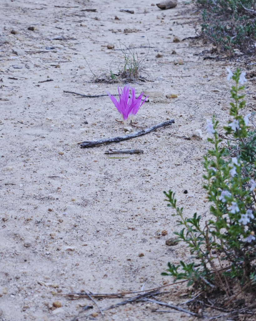 Einzelne lila Blume wächst aus sandigem Boden zwischen Ästen und kleinen Pflanzen.