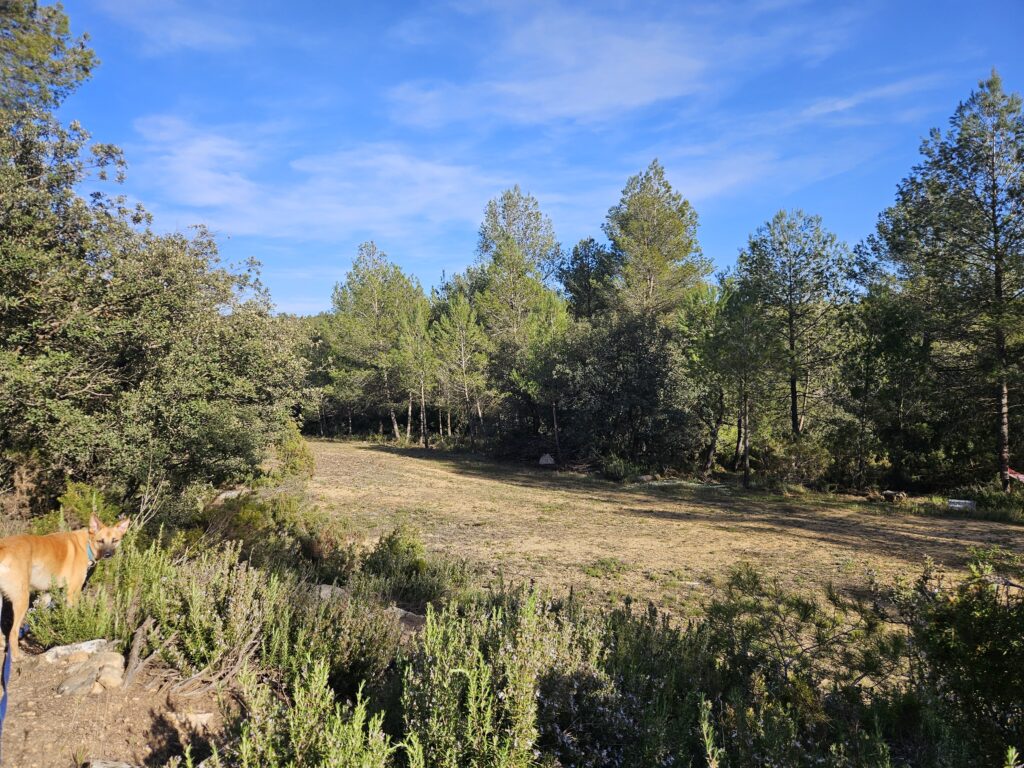 Ein Hund steht am Rand einer sonnigen Lichtung, umgeben von Bäumen und niedriger Vegetation unter blauem Himmel.
